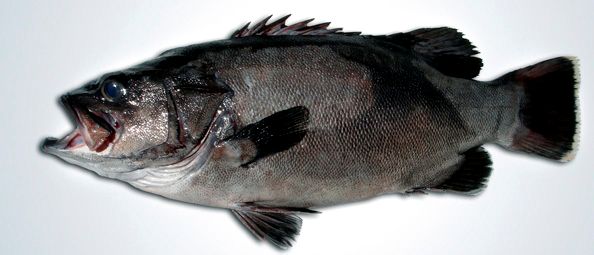 Polyprion americanus_10.jpg